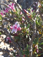 Pachypodium bispinosum