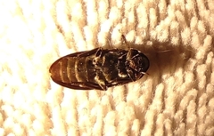 Dermestidae