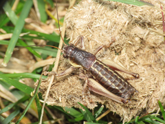 Anonconotus sibyllinus