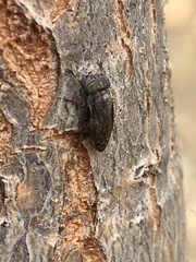 Notogramma