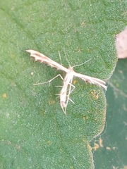 Pterophorinae