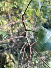 Zanthoxylum americanum