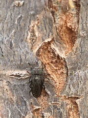 Notogramma