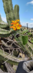 Lantana horrida