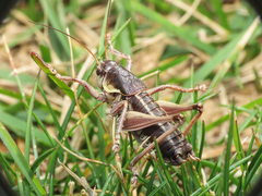 Anonconotus sibyllinus