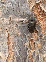 Notogramma