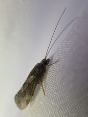 Hydropsychoidea