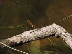 Cyanallagma interruptum