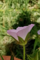 Anoda cristata