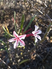 Pachypodium succulentum