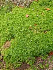 Sphagnum riparium