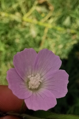 Anoda cristata