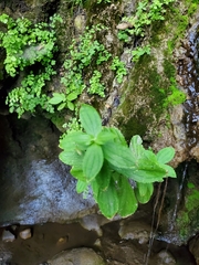 Erythranthe cardinalis