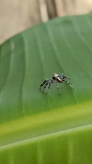 Thyene coccineovittata