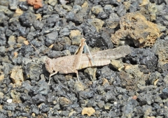 Sphingonotus rubescens