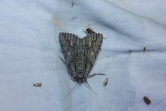 Catocala coccinata