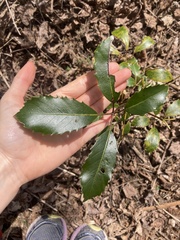 Pseudopanax arboreus