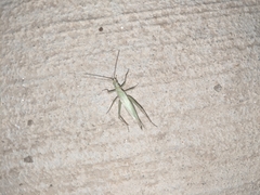 Oecanthus quadripunctatus