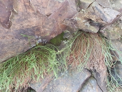 Amphidium lapponicum