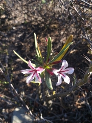 Pachypodium succulentum
