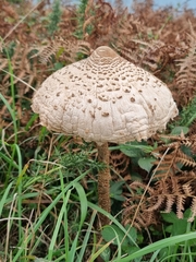 Macrolepiota procera