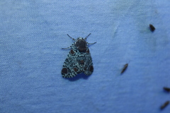 Harrisimemna trisignata