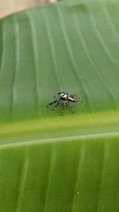 Thyene coccineovittata