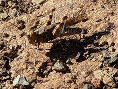 Trimerotropis occidentalis