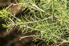 Melaleuca ericifolia