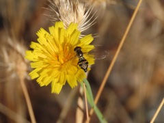 Toxomerus occidentalis