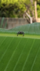 Thyene coccineovittata
