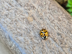 Harmonia axyridis