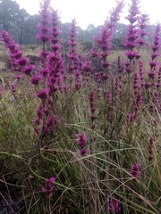 Agastache mexicana
