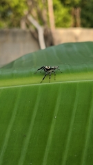 Thyene coccineovittata