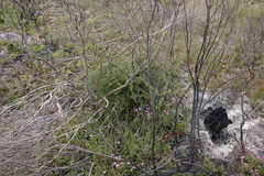 Asparagus rubicundus