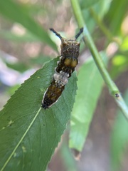 Limenitis archippus