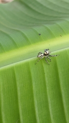 Thyene coccineovittata