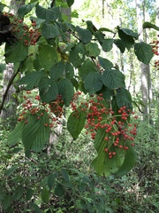 Viburnum dilatatum