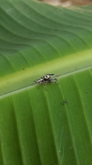 Thyene coccineovittata