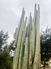 Lophocereus marginatus