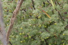 Asparagus rubicundus