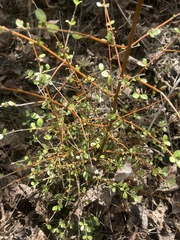 Coprosma crassifolia