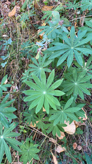 Lupinus polyphyllus