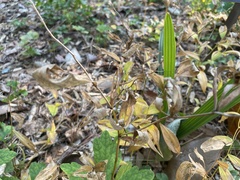 Uvularia sessilifolia