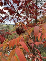 Rhus