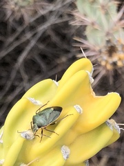 Pentatomidae