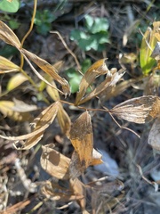 Uvularia sessilifolia