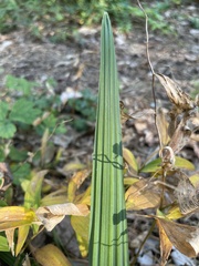 Uvularia sessilifolia