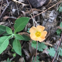 Modiolastrum malvifolium