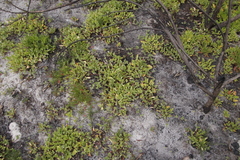 Pelargonium althaeoides